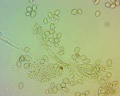 Image of Monilinia fructicola (G. Winter) Honey 1928