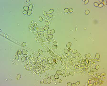 Sivun Monilinia fructicola (G. Winter) Honey 1928 kuva