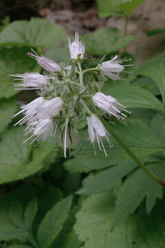 Image of eastern waterleaf