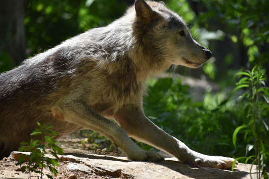 Image of gray wolf