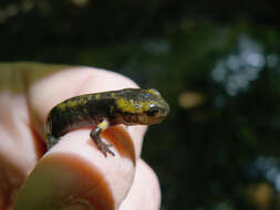 Image of Common Fire Salamander