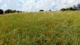 Plancia ëd Stipa lessingiana Trin. & Rupr.