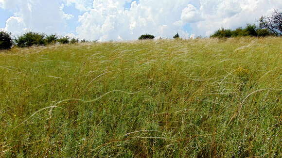 Image of Needle Grass