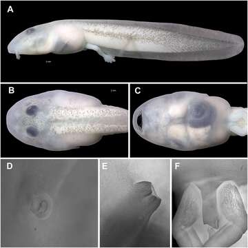 Image of Ikakogi ispacue Rada, Dias, Peréz-González, Anganoy-Criollo, Rueda-Solano, Pinto-E. & Mejía Quintero et al. 2019