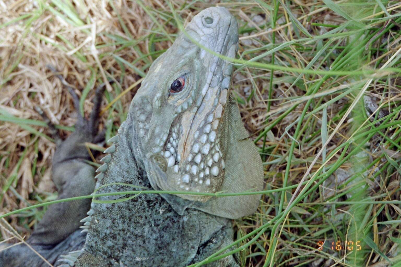 Plancia ëd Cyclura lewisi Grant 1940