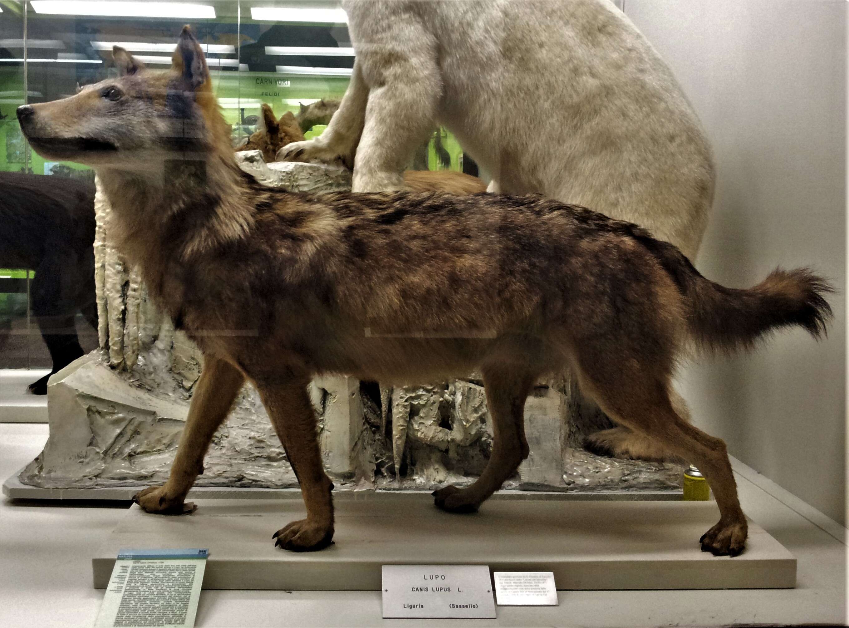 Image of Canis lupus italicus