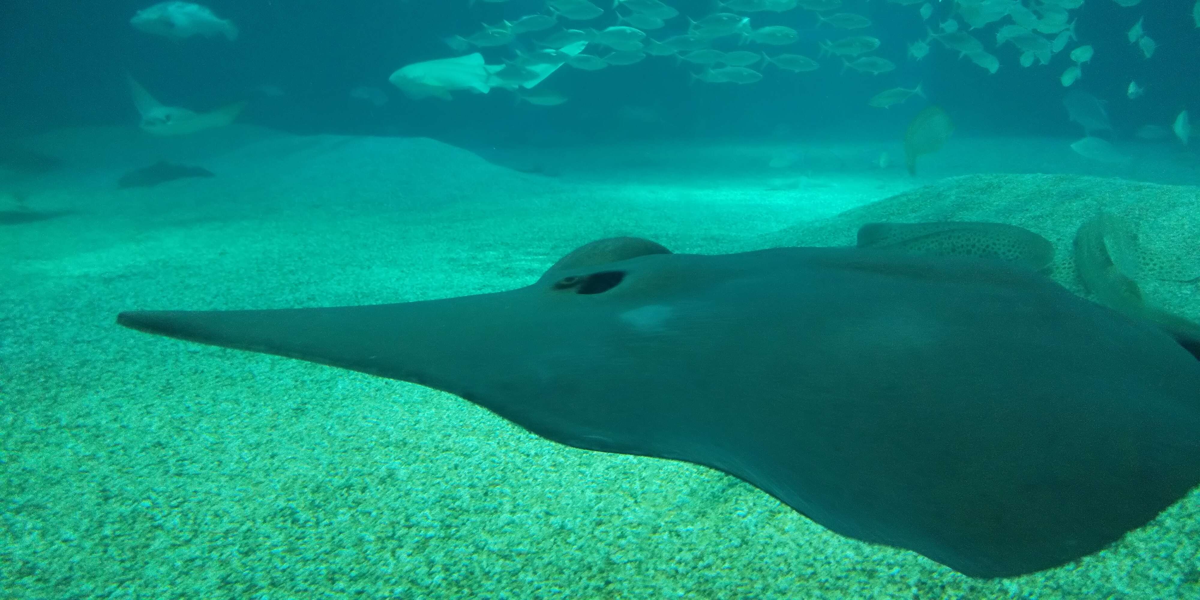 Image of Sharpnose Stingray