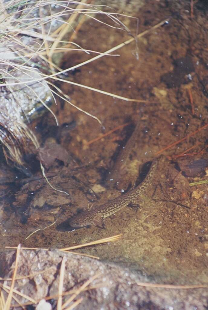 Plancia ëd Ambystoma rosaceum Taylor 1941