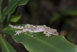 Image of Hokou Gecko