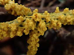 Image of Egg-shell Slime Mould