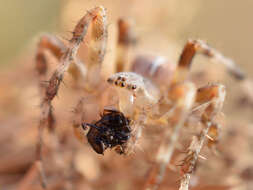 Image of Garden spider