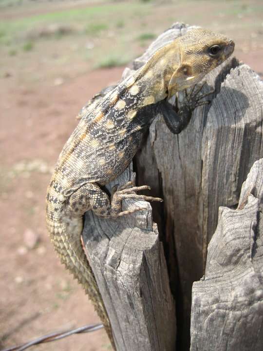 Image de Ctenosaura clarki Bailey 1928