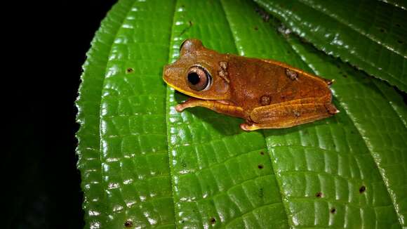 Image of Boana diabolica (Fouquet, Martinez, Zeidler, Courtois, Gaucher, Blanc, Lima, Souza, Rodrigues & Kok 2016)