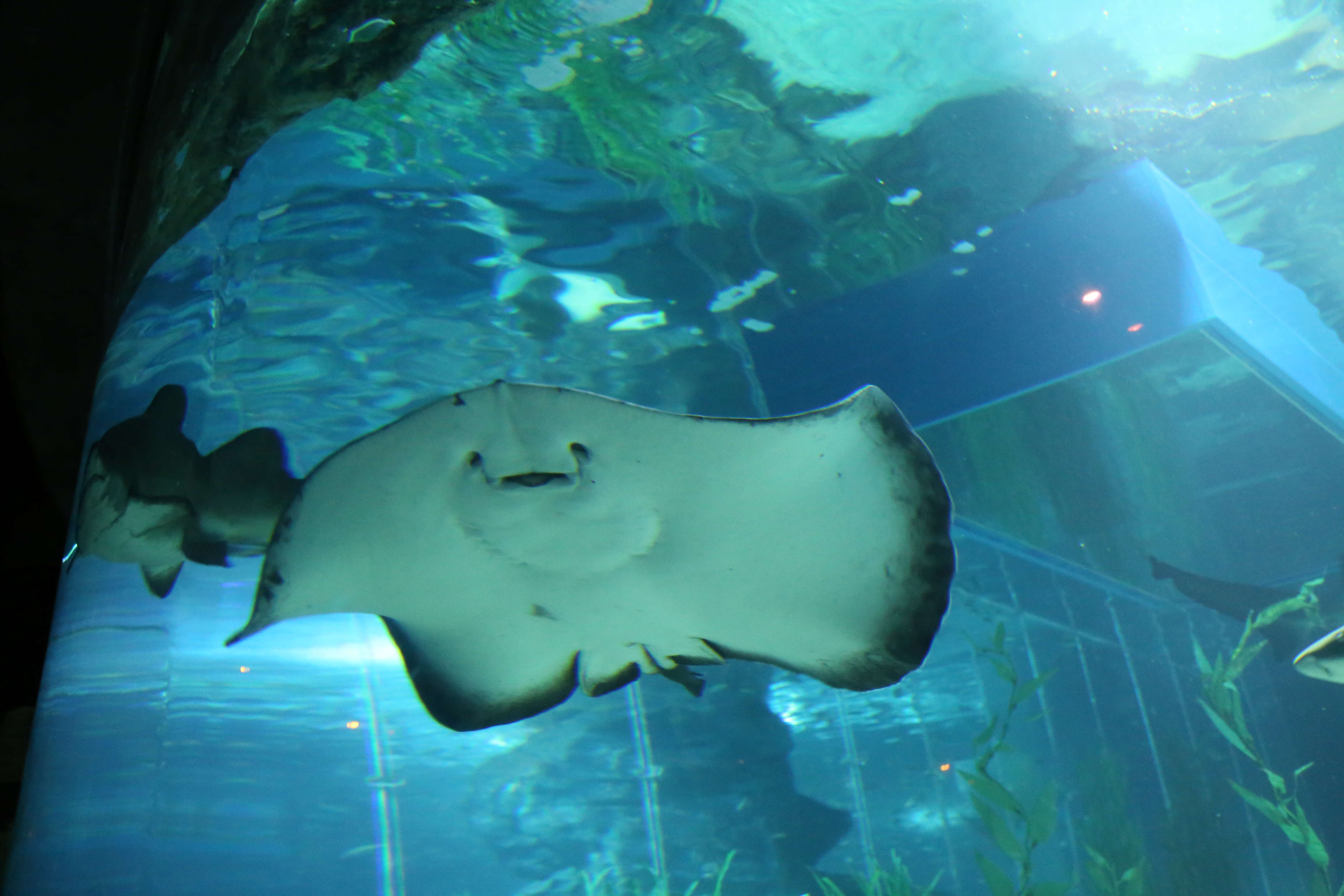 Image of Pitted Stingray