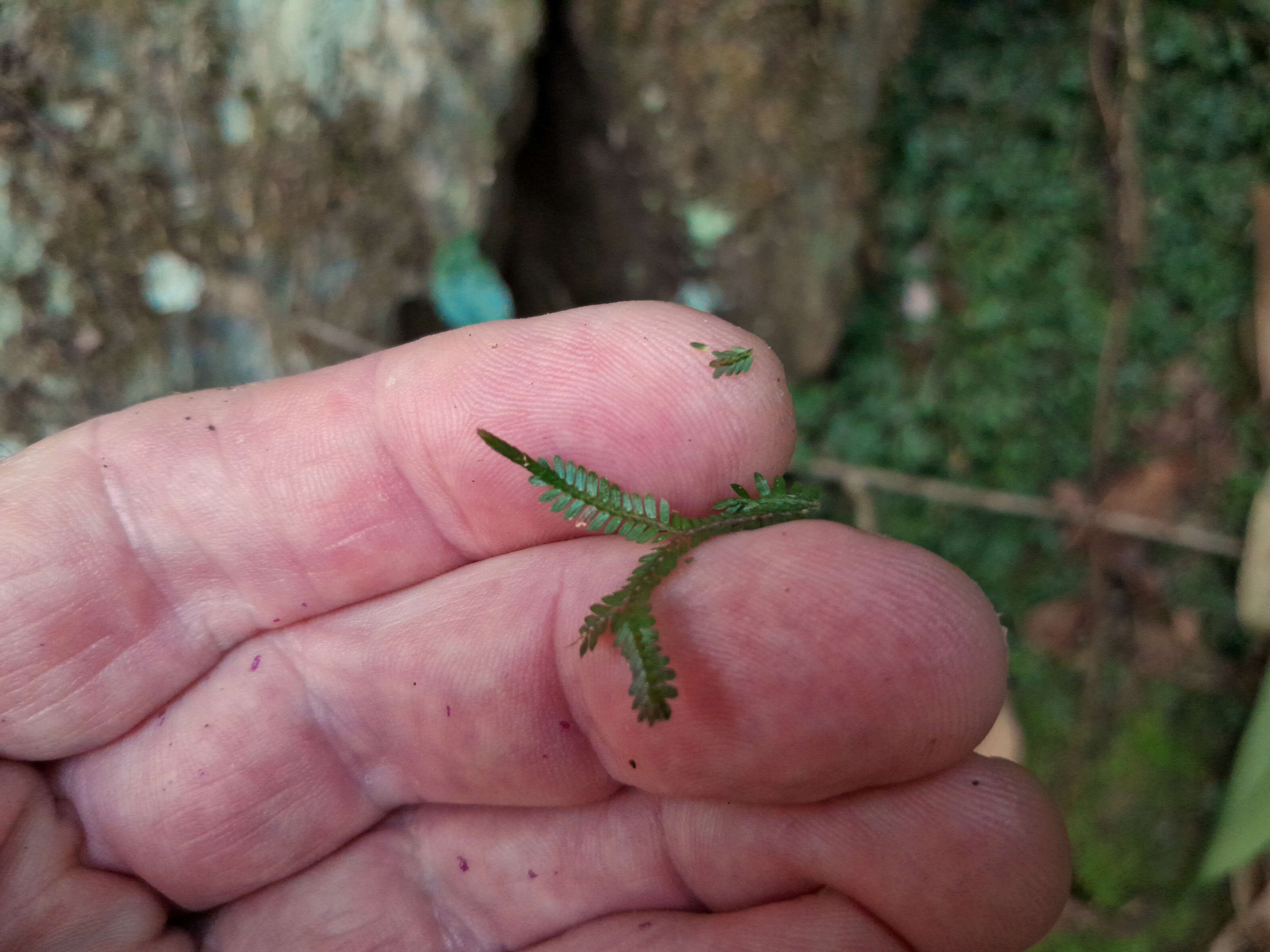 Sivun Selaginella australiensis Bak. kuva