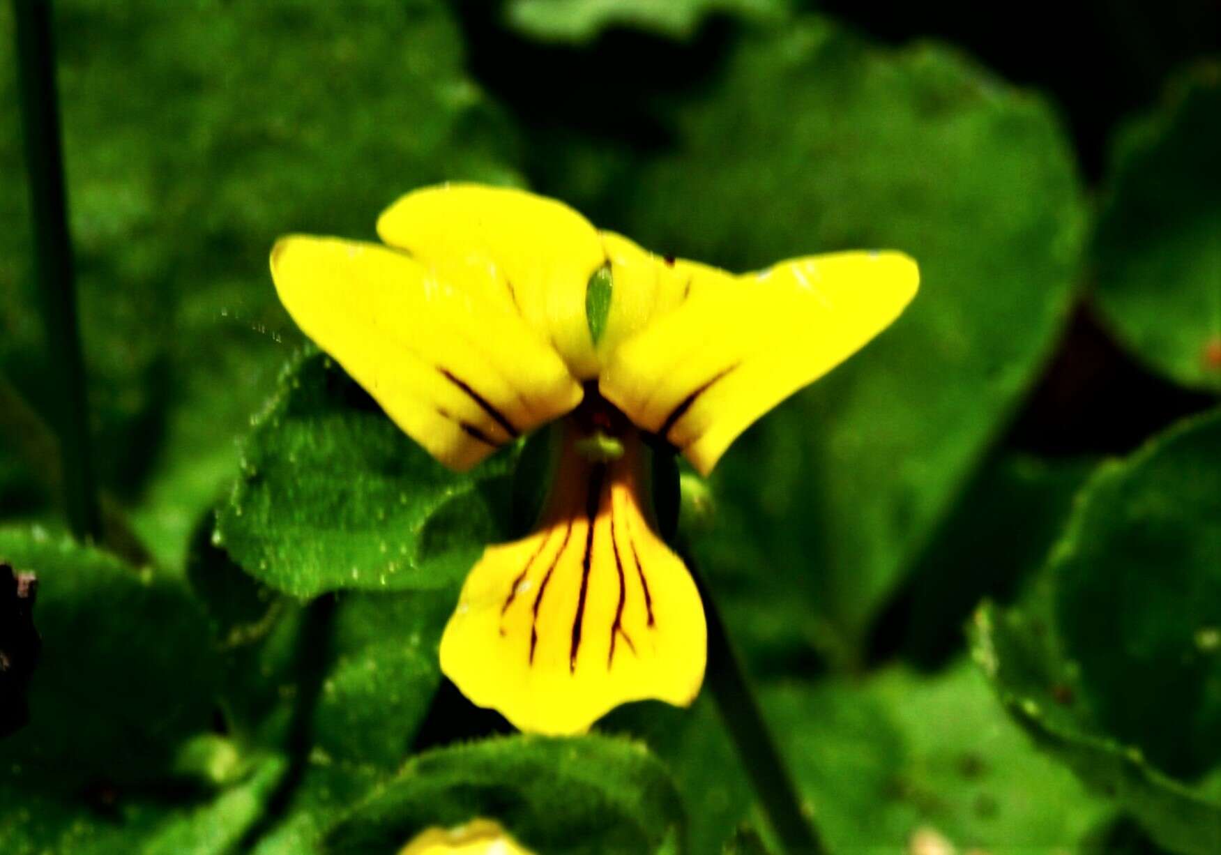 Image of arctic yellow violet