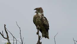 Image of Short-toed Eagle