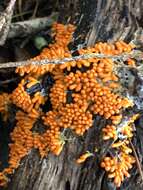 Image of Egg-shell Slime Mould