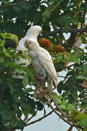 Image of Goffin's Cockatoo