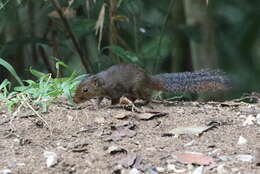 Image of Asian Red-cheeked Squirrel