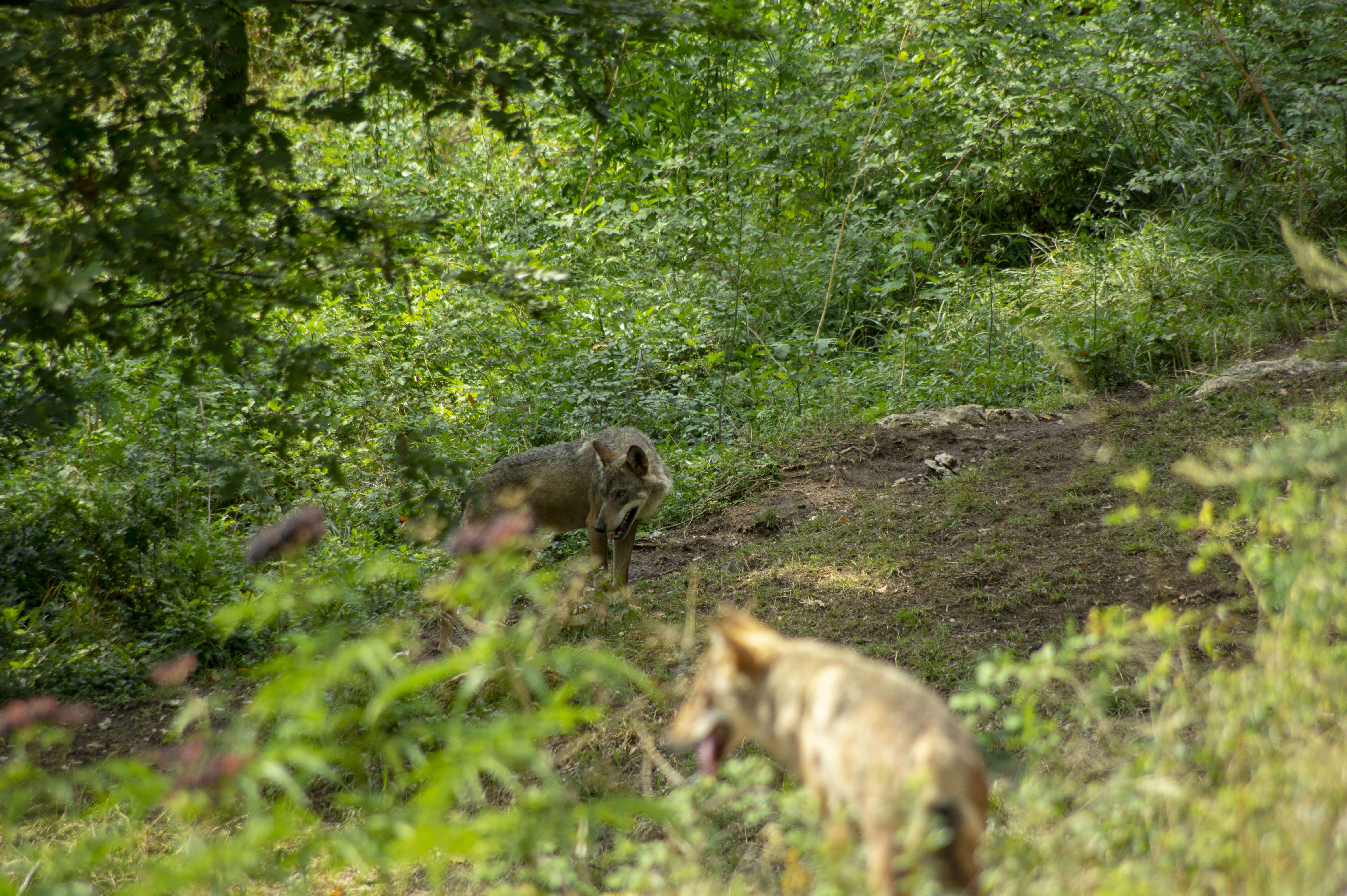 Imagem de Canis lupus italicus