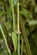 Sivun Anthurium coloradense Croat kuva