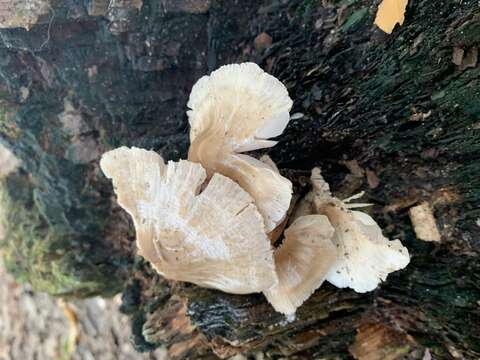 Image of Common Bonnet