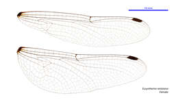 Image of Eusynthemis rentziana Theischinger 1998