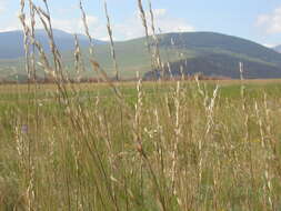 Plancia ëd Festuca campestris Rydb.