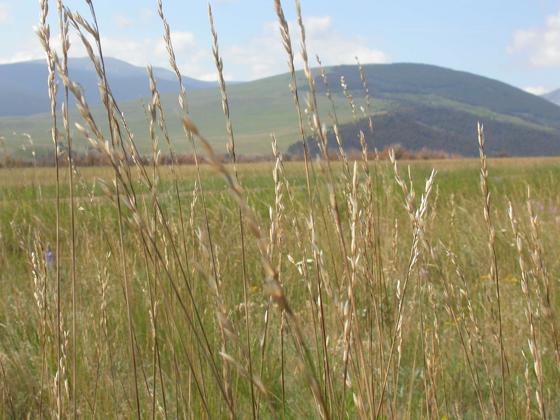 Plancia ëd Festuca campestris Rydb.