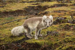 Image of Arctic Fox