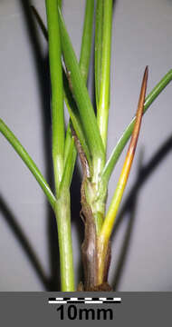 Image of Flat-sedge