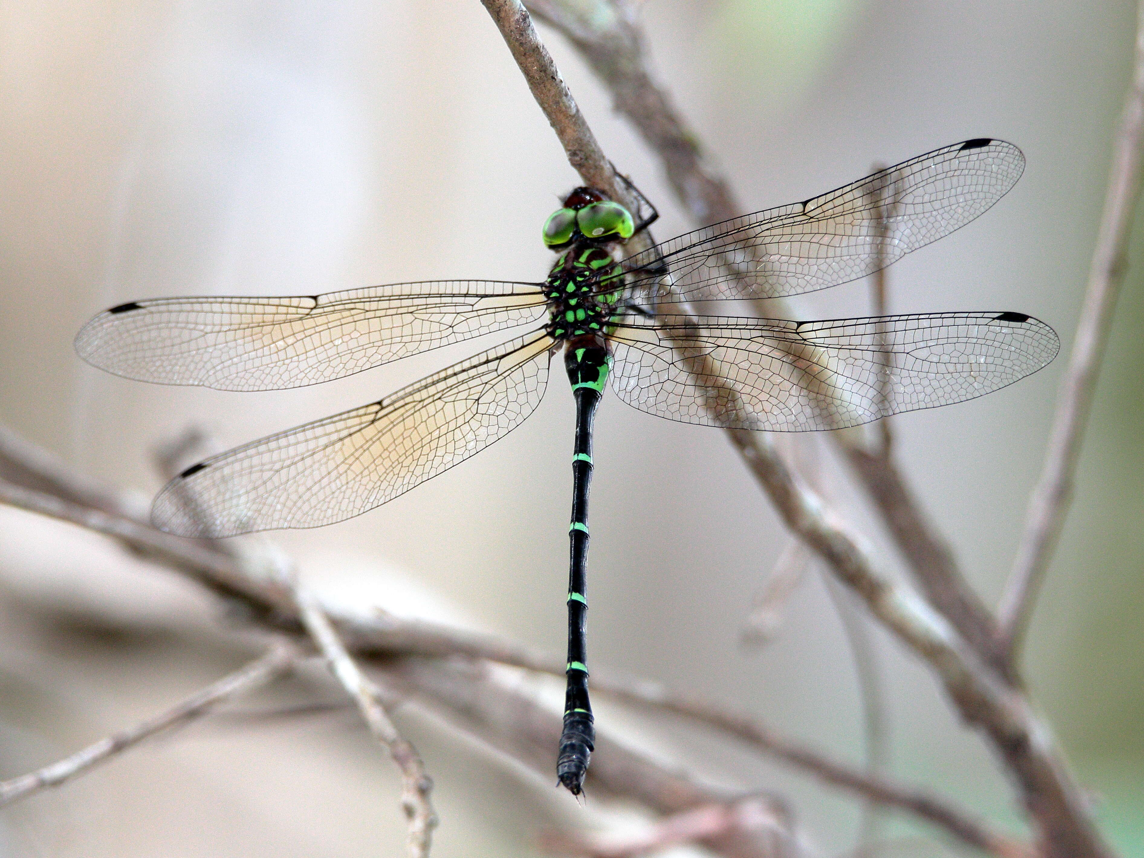 Image of Green-striped Darner