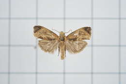 Image of Cryptophlebia repletana Walker 1863