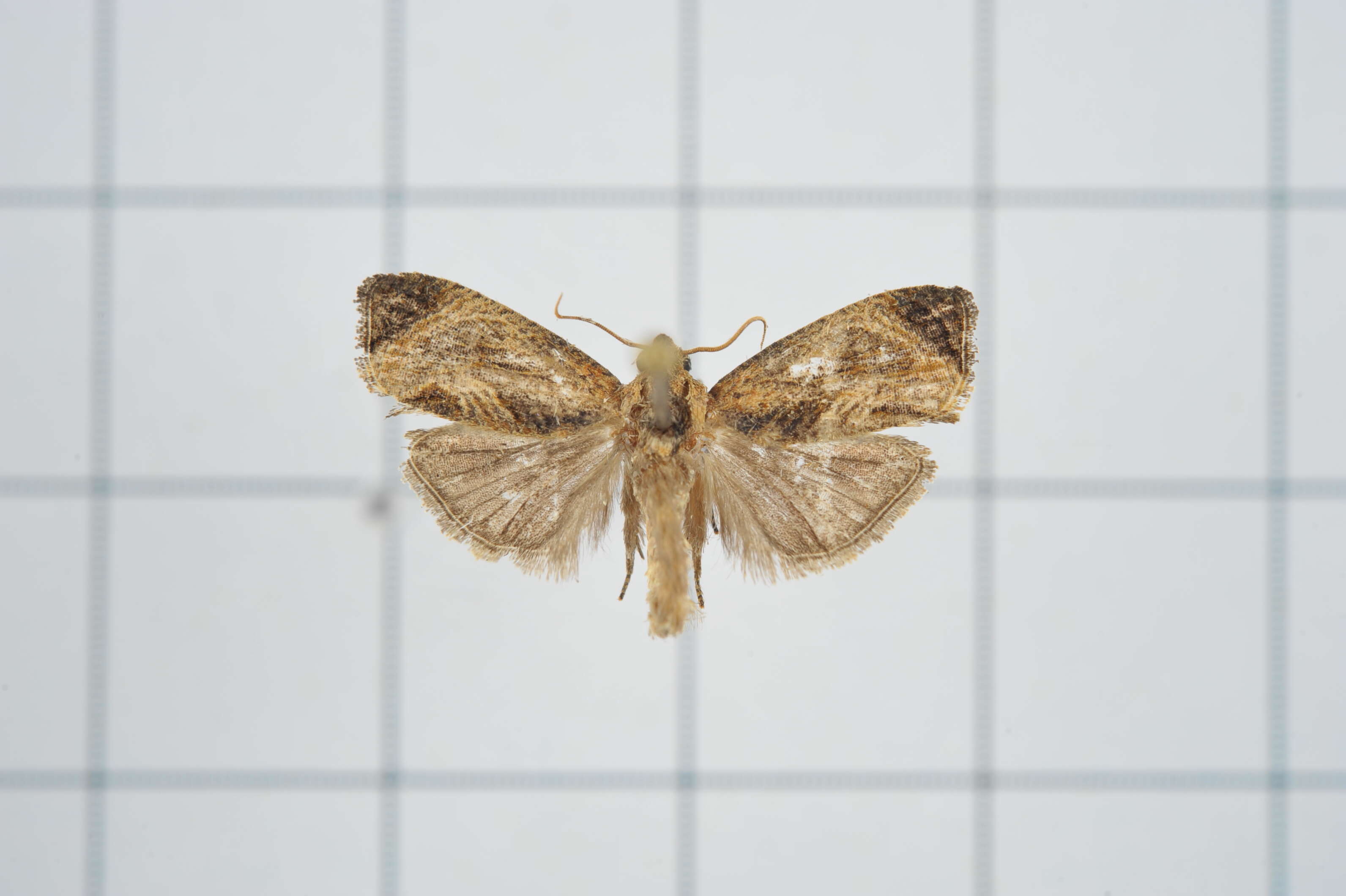 Image of Cryptophlebia repletana Walker 1863