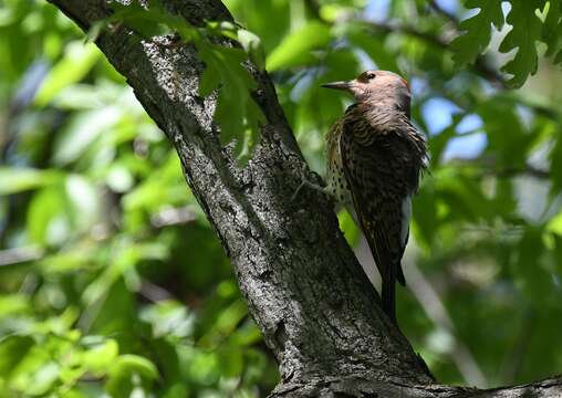 Image of Northern Flicker