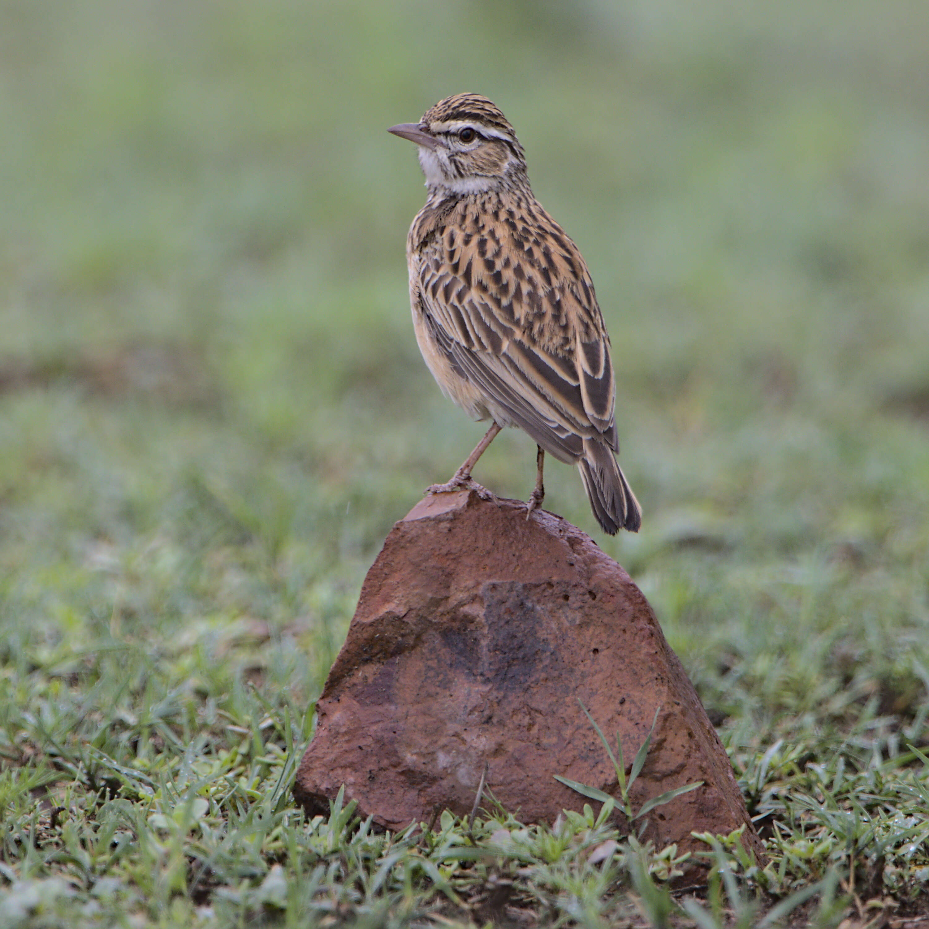 Image of Sabota Lark