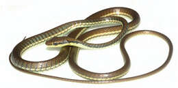 Image of Dendrelaphis marenae Vogel & Van Rooijen 2008