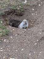 Image of Richardson's ground squirrel