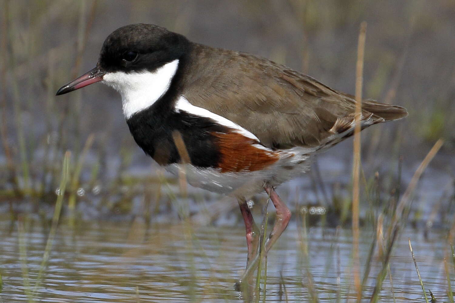 Erythrogonys Gould 1838 resmi