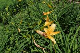 Слика од Hemerocallis hakuunensis Nakai