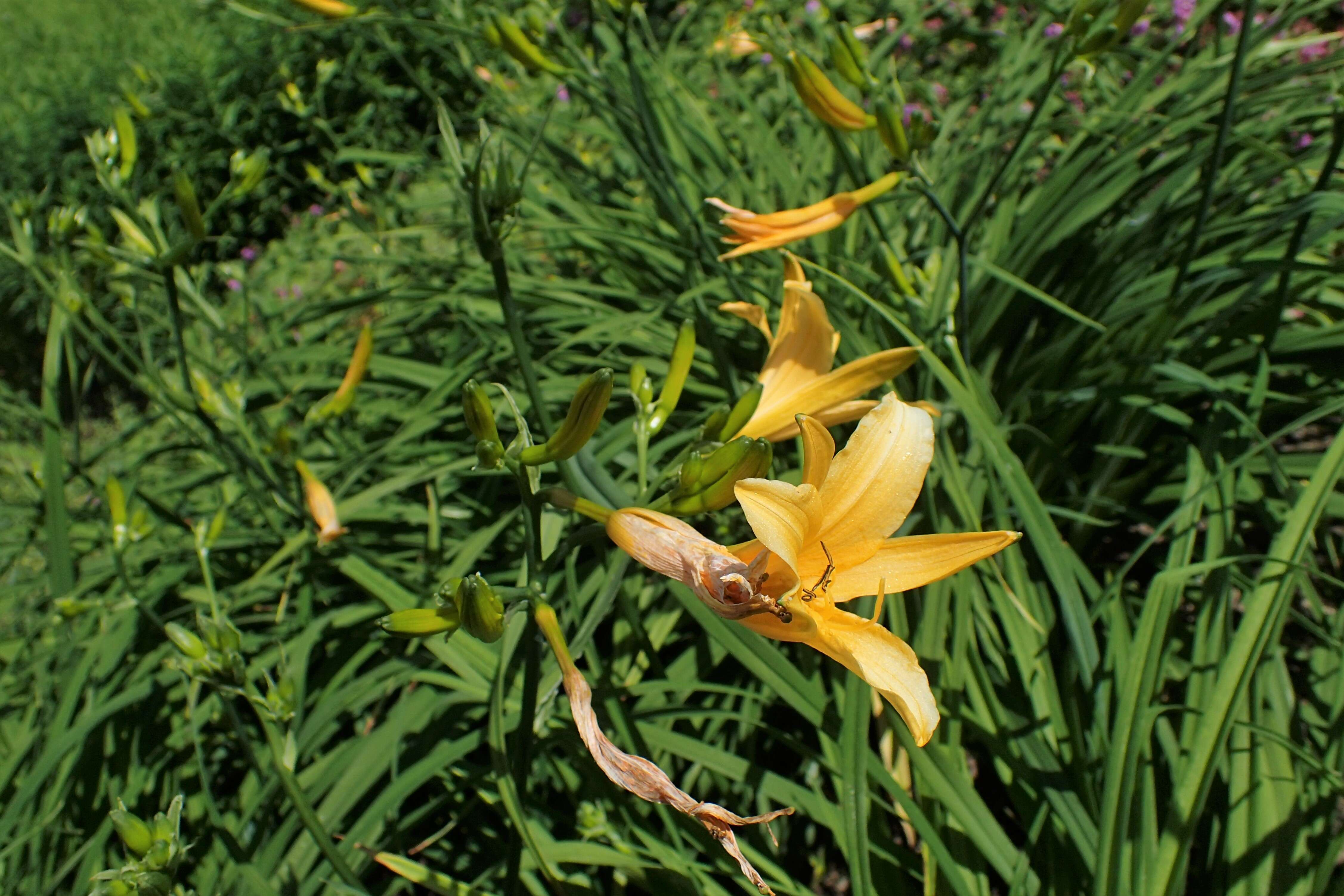 Слика од Hemerocallis hakuunensis Nakai