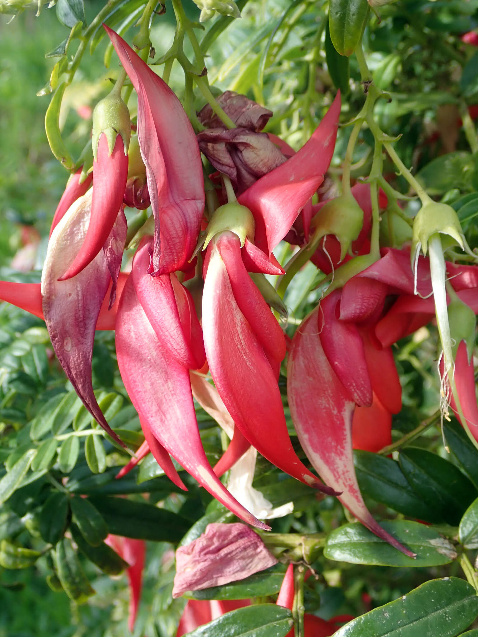 Слика од Clianthus maximus