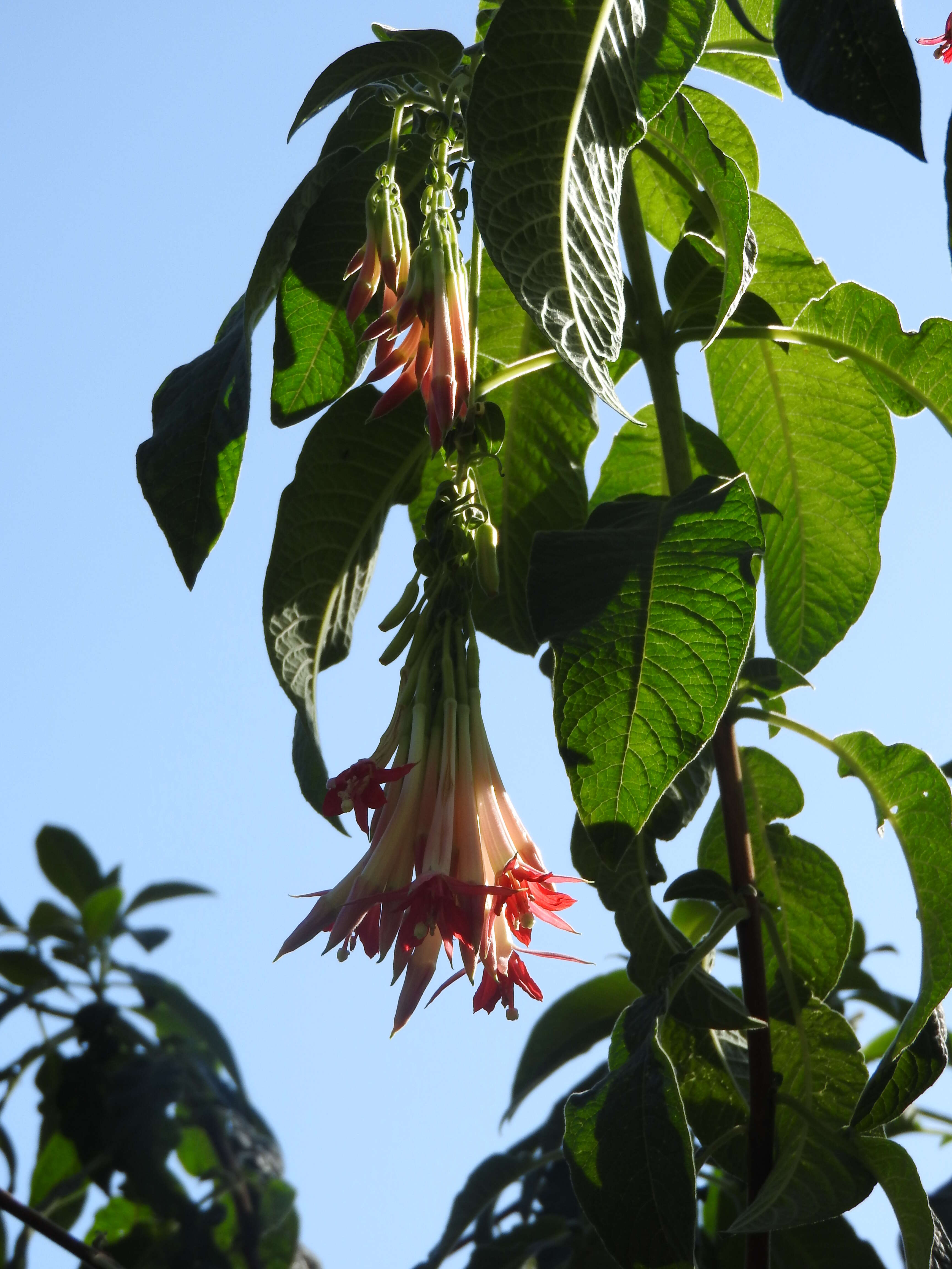 Image of Fuchsia corymbiflora Ruiz & Pav.