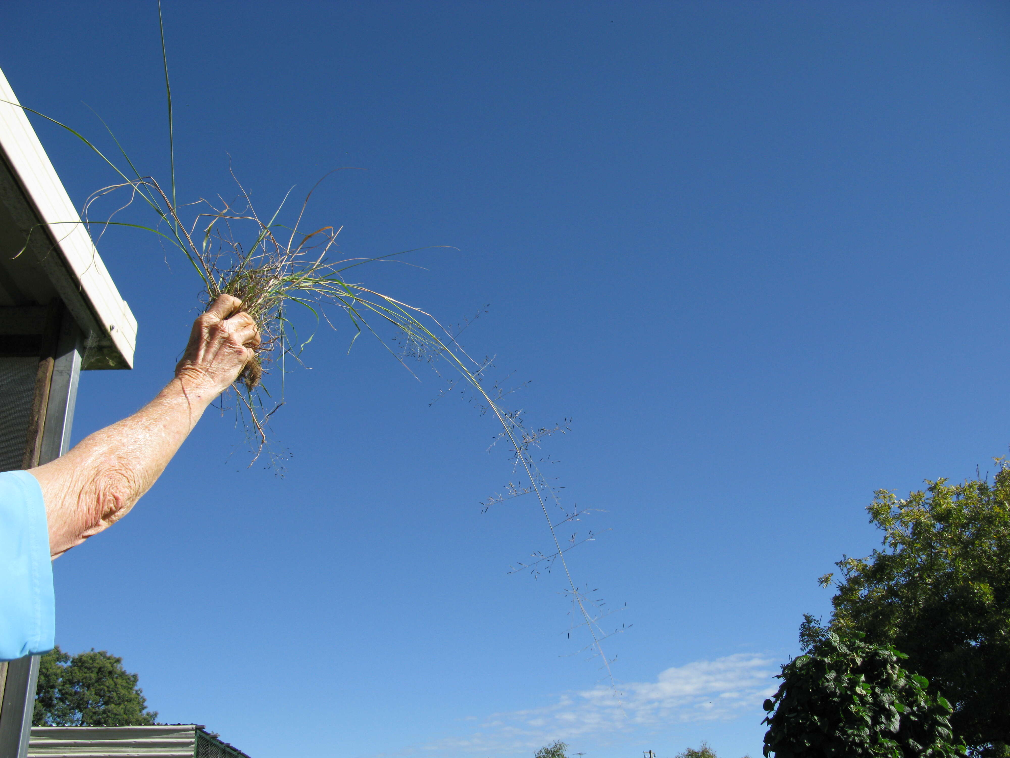 Image of Australian lovegrass