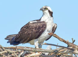 Image of ospreys