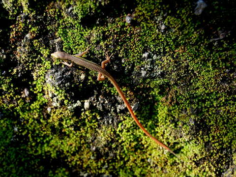 Image of Asian Grass Lizard