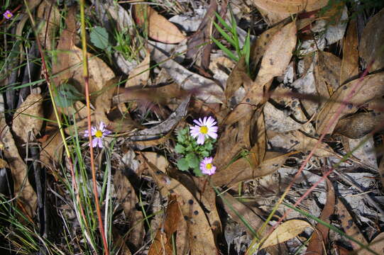 Image of bracted strawflower