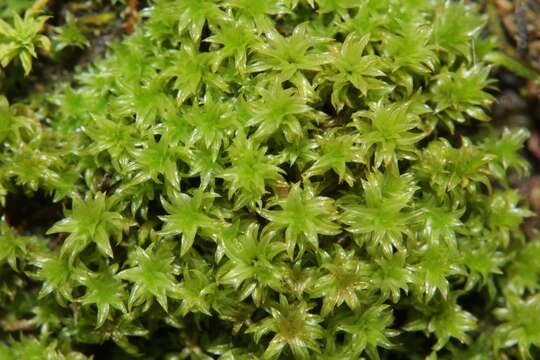 Image of zygodon moss