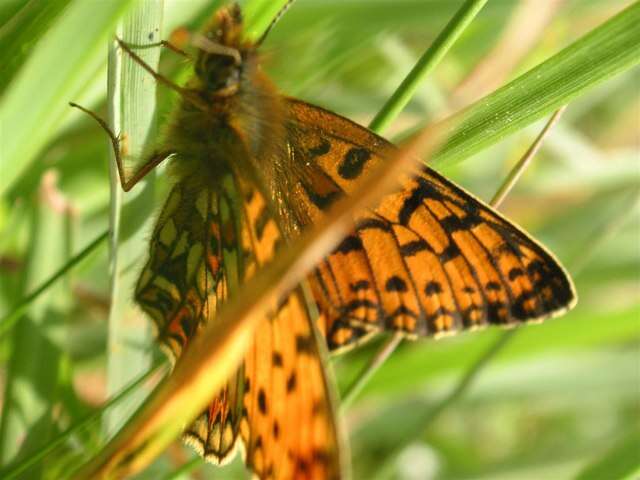 Image of Silver-bordered Fritillary